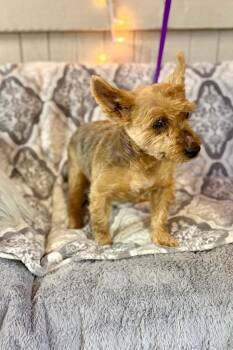 Yorkshire Terrier Dogs Available for Adoption - Chance | PetCurious
