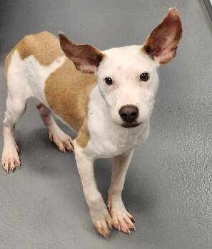 Rescue Pit Bull Terrier Dogs for Adoption in Shrewsbury, Massachusetts - William | PetCurious