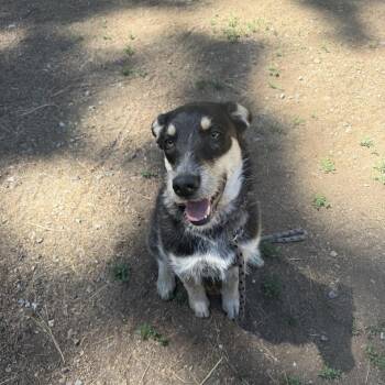 Goose -  Wirehaired Terrier and Australian Cattle Dog Blue Heeler Dog for Adoption in Incline Village, Nevada - Goose | PetCurious