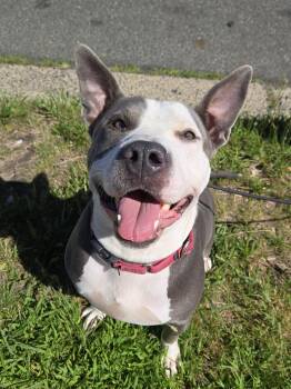Raekwon -  Pit Bull Terrier Dog for Adoption in Trenton, New Jersey - Raekwon | PetCurious