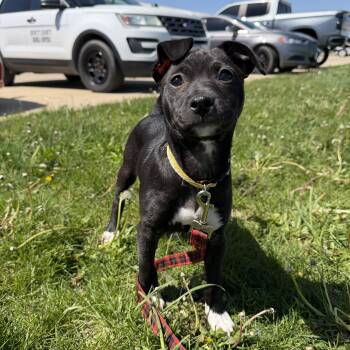 Terrier Dogs Available for Adoption in Weldon, Illinois - May | PetCurious