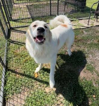 Spook -  Great Pyrenees Dog for Adoption in Scott, Louisiana - Spook | PetCurious