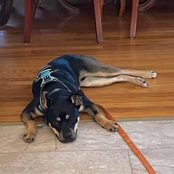 Rescue Mixed Breed Dogs for Adoption in Yaphank, New York - Buko | PetCurious