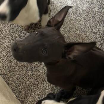 Chandler -  Border Collie and Retriever Dog for Adoption in Thompson Falls, Montana - Chandler | PetCurious