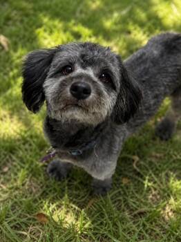 Havanese and Miniature Poodle Dogs Available for Adoption in Phoenix, Arizona - Bo | PetCurious