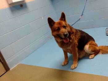 German Shepherd Dog Dogs Available for Adoption - A549259 | PetCurious