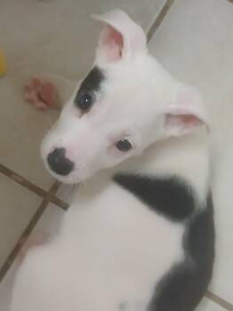 Arlo -  Terrier Dog for Adoption in Pensacola, Florida - Arlo | PetCurious