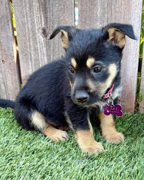 Terrier Dogs Available for Adoption in Corona, California - Wrynn | PetCurious