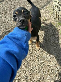 Miniature Pinscher and Chihuahua Dogs Available for Adoption in Mukwonago, Wisconsin - Chelan | PetCurious