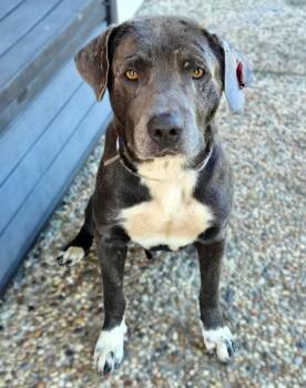 EVAN -  Staffordshire Bull Terrier and Mixed Breed Dog for Adoption in Houston, Texas - EVAN | PetCurious