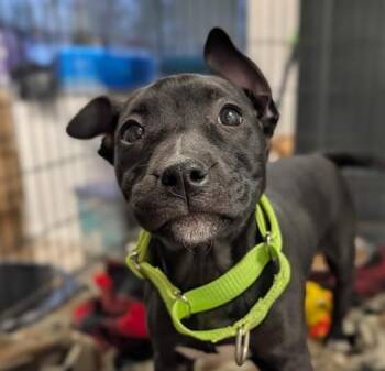 Labrador Retriever Dogs Available for Adoption - Cosmo | PetCurious