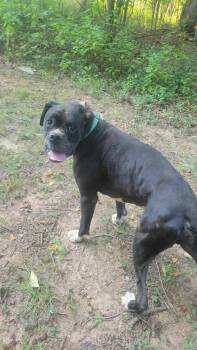 Bear Sanders - At shelter available 8/31 -  Boxer Dog for Adoption in Rustburg, Virginia - Bear Sanders - At Shelter Available 8/31 | PetCurious