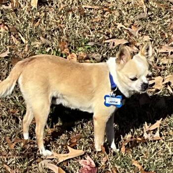 Rescue Chihuahua Dogs for Adoption in Wake Forest, North Carolina - Lafew | PetCurious