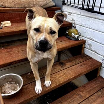 Rescue Mixed Breed Dogs for Adoption in San Francisco, California - Olive | PetCurious