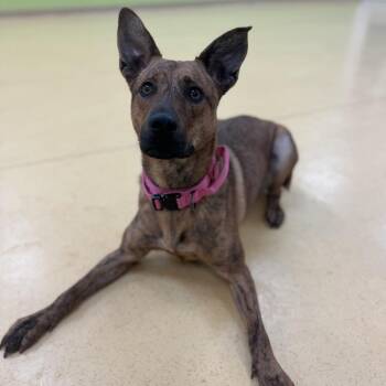 Princess -  Cattle Dog and Mixed Breed Dog for Adoption in Lynchburg, Virginia - Princess | PetCurious