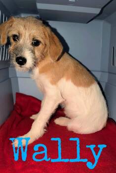 Wally -  Jack Russell Terrier and Miniature Poodle Dog for Adoption in Cowlesville, New York - Wally | PetCurious