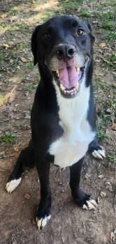 Rescue Labrador Retriever Dogs for Adoption in Little Rock, Arkansas - PHOENIX | PetCurious
