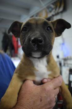 American Bulldog and Mixed Breed Dogs Available for Adoption - Pearl (Cina P3) | PetCurious