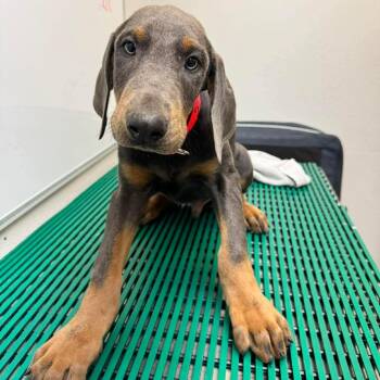 Doberman Pinscher Dogs Available for Adoption in Wichita, Kansas - Steel | PetCurious