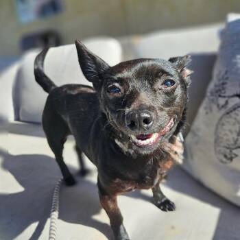 DOLLY -  Chihuahua and Mixed Breed Dog for Adoption in Camarillo, California - DOLLY | PetCurious