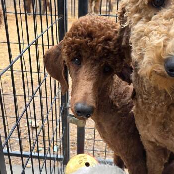 Standard Poodle and Irish Setter Dogs Available for Adoption - Brownie | PetCurious