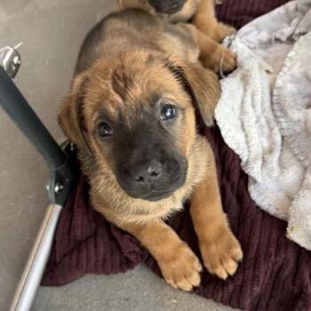 Mixed Breed Dogs Available for Adoption in Bentonville, Arkansas - Quartz | PetCurious