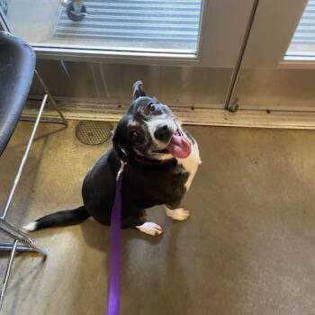 Mixed Breed Dogs Available for Adoption in Pittsburgh, Pennsylvania - Bella | PetCurious