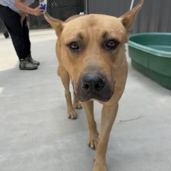 Ronaldo -  Husky and Shepherd Dog for Adoption in Birmingham, Alabama - Ronaldo | PetCurious