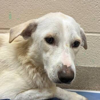 Rita -  Labrador Retriever and Mixed Breed Dog for Adoption in Corpus Christi, Texas - Rita | PetCurious