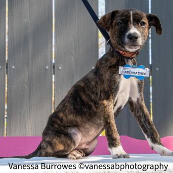Hound Dogs Available for Adoption in Wake Forest, North Carolina - Haberdasher | PetCurious