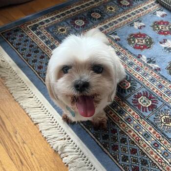 Precious -  Mixed Breed Dog for Adoption in Chicago, Illinois - Precious | PetCurious