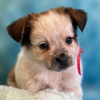 Fern -  Corgi and Australian Cattle Dog Blue Heeler Dog for Adoption in Boerne, Texas - Fern | PetCurious