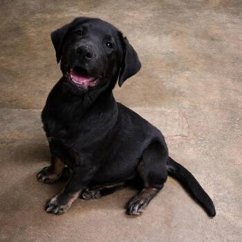 Rottweiler Dogs Available for Adoption in Eureka Springs, Arkansas - Sandwich | PetCurious