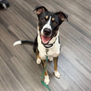 Finn -  Mixed Breed Dog for Adoption in Sarasota, Florida - Finn | PetCurious