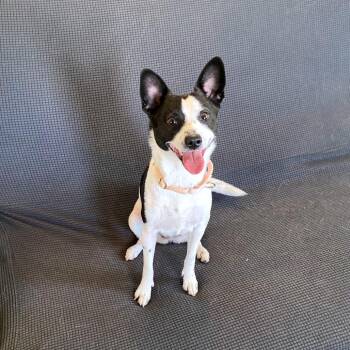 Terrier and Mixed Breed Dogs Available for Adoption in Green Bay, Wisconsin - Isabella | PetCurious