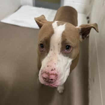 Selkie 26-0343 -  Mixed Breed Dog for Adoption in Yanceyville, North Carolina - Selkie 26-0343 | PetCurious