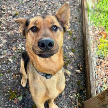 Rescue Mixed Breed and German Shepherd Dog Dogs for Adoption in Redwood Valley, California - Sweetie | PetCurious