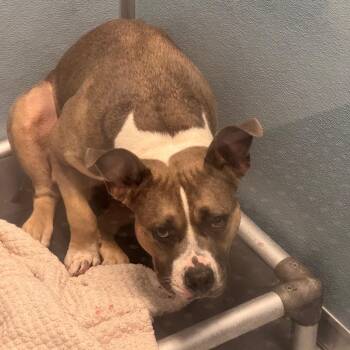 Pit Bull Terrier Dogs Available for Adoption in Philadelphia, Pennsylvania - Salle | PetCurious
