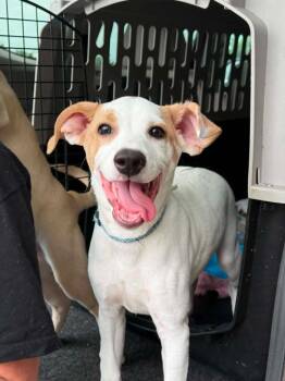 Joe Earl -  Labrador Retriever Dog for Adoption in Gorham, Maine - Joe Earl | PetCurious