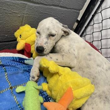 August D26-120 -  Great Pyrenees and Border Collie Dog for Adoption in Lebanon, Tennessee - August D26-120 | PetCurious