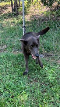 ARIES -  German Shepherd Dog Dog for Adoption in Dallas, Texas - ARIES | PetCurious