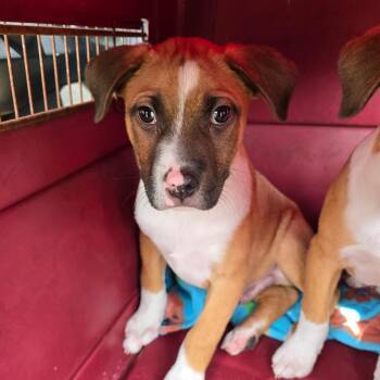 Mixed Breed Dogs Available for Adoption - West | PetCurious