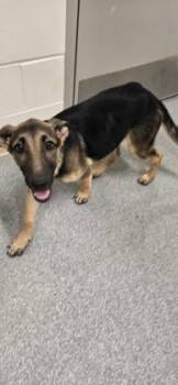 Annie -  German Shepherd Dog and Belgian Shepherd Malinois Dog for Adoption in Daphne, Alabama - Annie | PetCurious