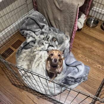 Mixed Breed Dogs Available for Adoption - Doodle (Moya) | PetCurious