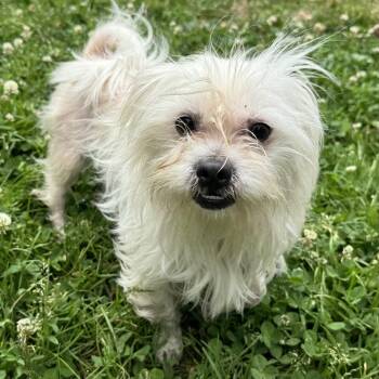 Tostada -  Mixed Breed Dog for Adoption in Oakland, California - Tostada | PetCurious