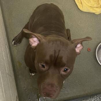 71960 -  Pit Bull Terrier Dog for Adoption in Harrisonburg, Virginia - 71960 | PetCurious