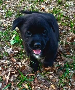Mixed Breed Dogs Available for Adoption - Bear | PetCurious