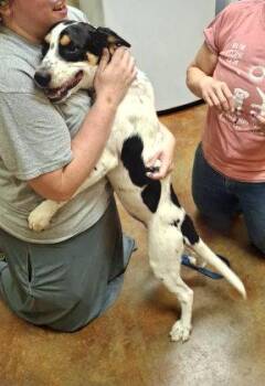 Tucker -  Treeing Walker Coonhound and Beagle Dog for Adoption in Mountain View, Arkansas - Tucker | PetCurious