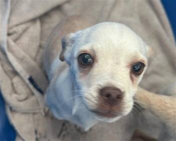 Mixed Breed Dogs Available for Adoption - SHEILA | PetCurious