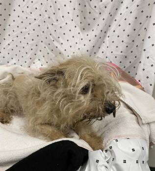 Maltese and Mixed Breed Dogs Available for Adoption in Modesto, California - A609656 | PetCurious